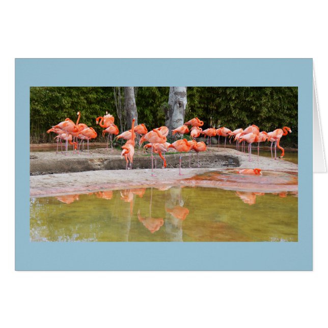 Flamingos bird card (Front Horizontal)