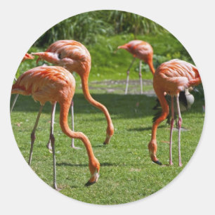 Flamingos Classic Round Sticker