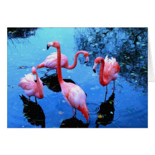 Flamingos dancing