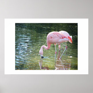 Flamingo's Drink Poster