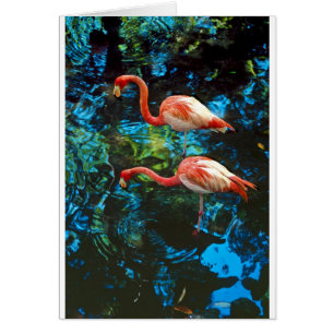 Flamingos FL