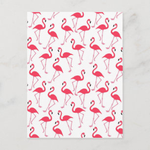 flamingos Flimingos Postcard