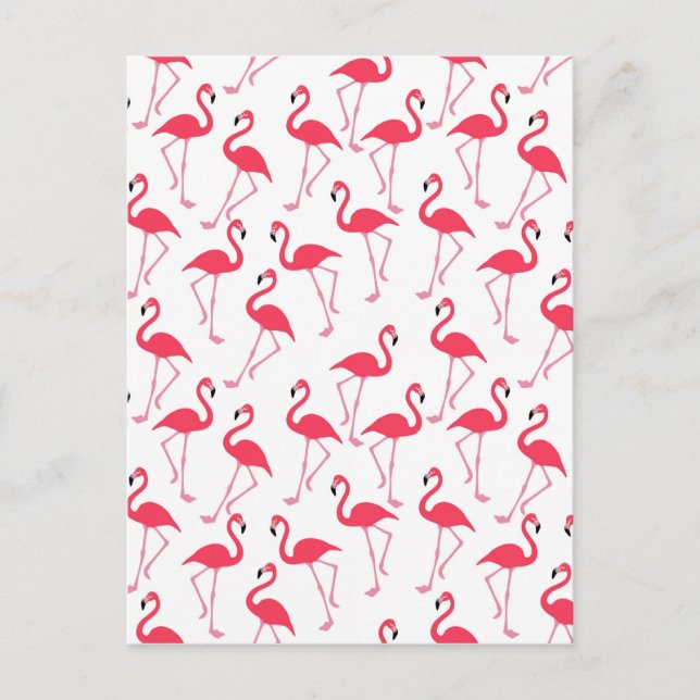 flamingos Flimingos Postcard (Front)