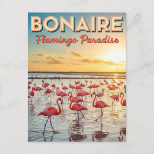Flamingos in Bonaire Dutch Caribbean Postcard