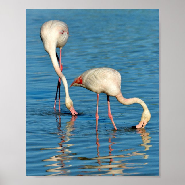 Flamingos in Camargue in France Poster (Front)