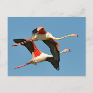 Flamingos in flight postcard