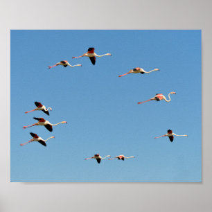 Flamingos in flight poster