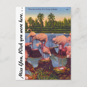 Flamingos in Florida Postcard