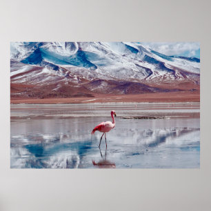 Flamingos in Lagoon in Salt Flats, Bolivia. Salar  Poster