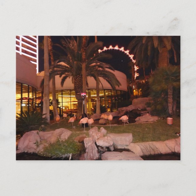 Flamingos, Las Vegas Postcard (Front)