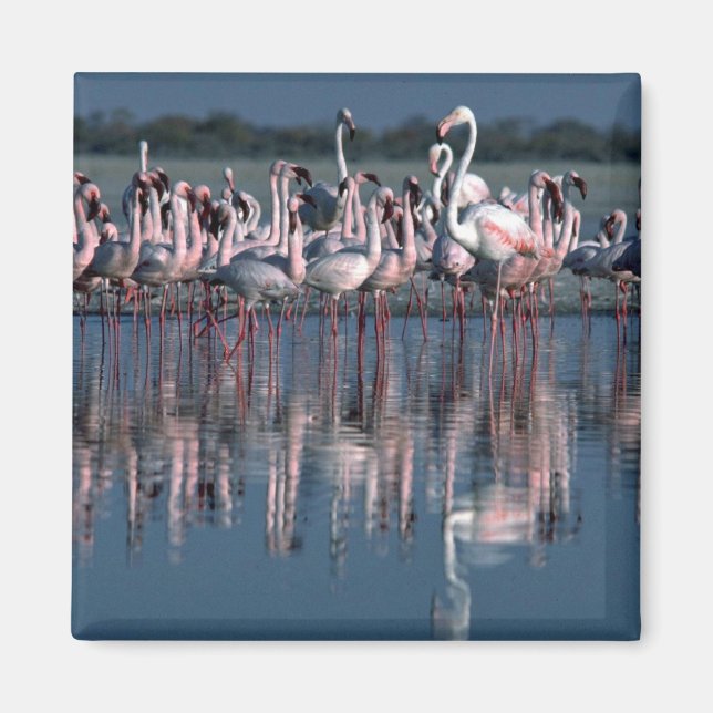 Flamingos Magnet (Front)