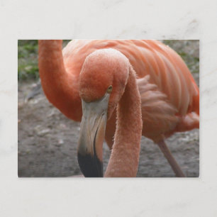 Flamingos Postcard