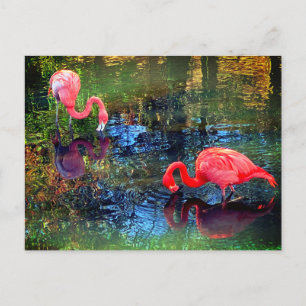 Flamingos  postcard
