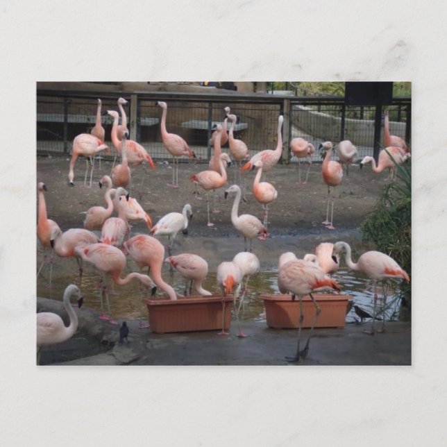 Flamingos Postcard (Front)