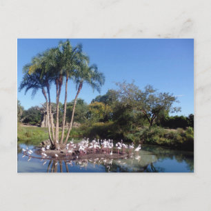 Flamingos Postcard