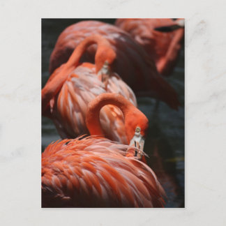 Flamingos Postcard