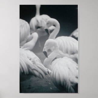 Flamingos Poster