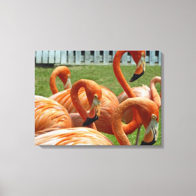 Flamingos up close canvas print (Front)