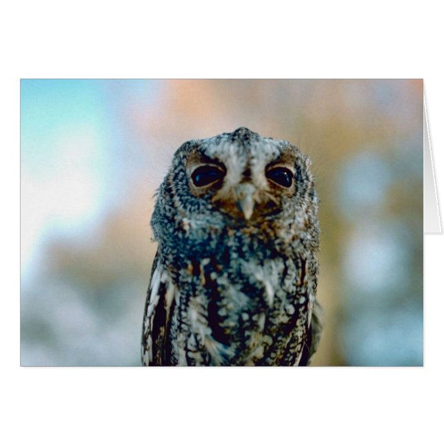 Flammulated owl (Front Horizontal)