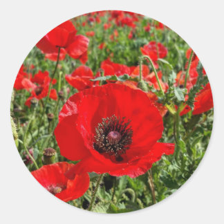 Flanders Poppy Sticker