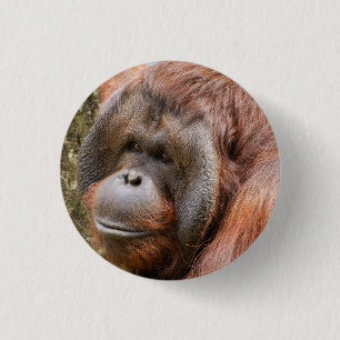 Flanged male orangutan 3 cm round badge