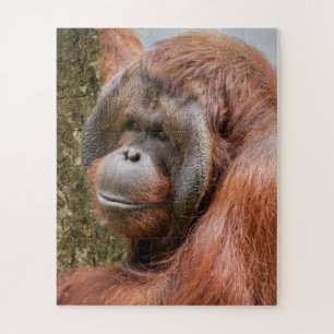 Flanged male orangutan jigsaw puzzle