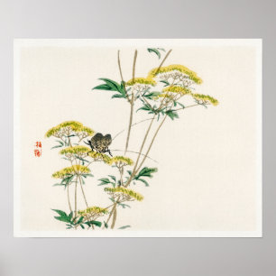 Flannel flower (Actinotus helianthi) by Kōno Baire Poster