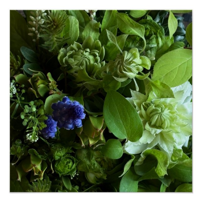 Flannel Flower, Arabicum, Phylica, Ryobu, Botanica Poster (Front)
