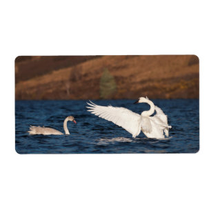 Flapping Swan