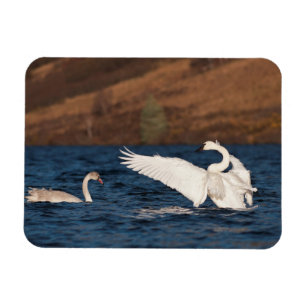 Flapping Swan Magnet