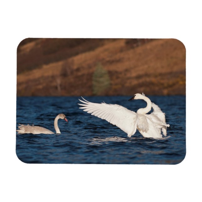 Flapping Swan Magnet (Horizontal)