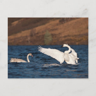Flapping Swan Postcard