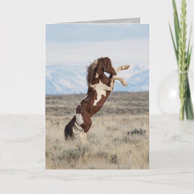 Flash Rears Wild Horse Greeting Card (Front)
