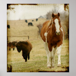 Flashy and the Mini Horse Filly Poster