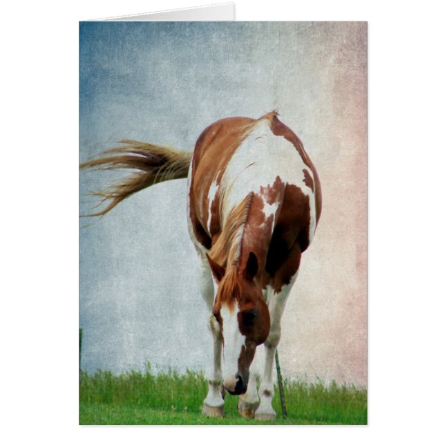 Flashy Paint Horse Mare (Front)