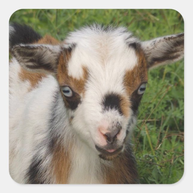 Flashy Tri Colour Nigerian Dwarf Goat Kid Square Sticker (Front)