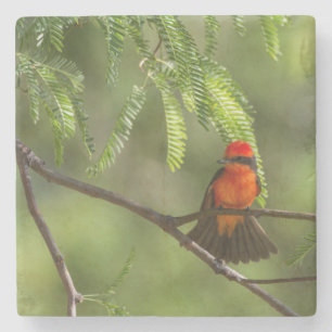 Flashy Vermillion Flycatcher Stone Coaster