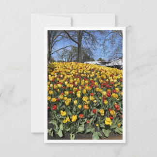 Flat Blank Card - Tulip Festival 