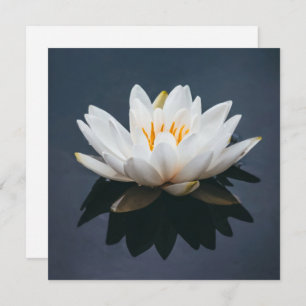 FLAT CARD : LOTUS ON WATER