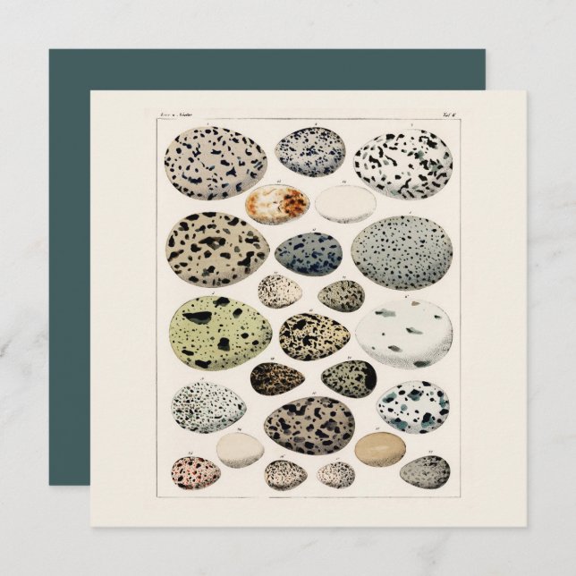 FLAT CARD : POSTER OF VINTAGE BIRD'S EGGS 1843  (Front/Back)
