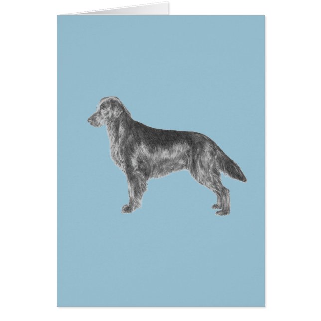 Flat Coated Retriever (Front)
