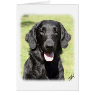Flat Coated Retriever 9Y040D-040