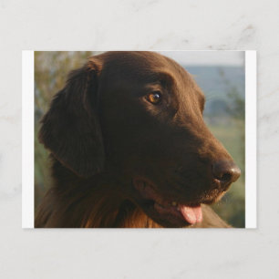 Flat_coated_retriever close up.png postcard