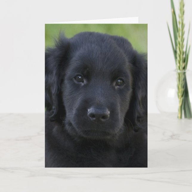 Flat-Coated Retriever Puppy Card (Front)