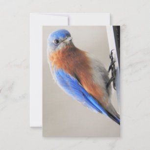 Flat Note Card with Eastern Bluebird
