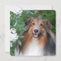flat thank you card with Sheltie