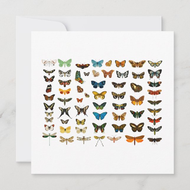 FLATCARD: VINTAGE BUTTERFLY CHART (Front)