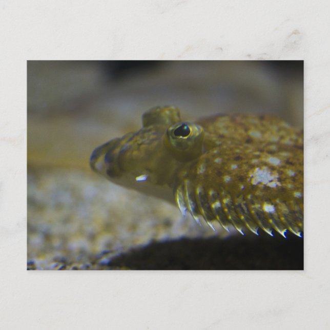 Flatfish Postcard (Front)