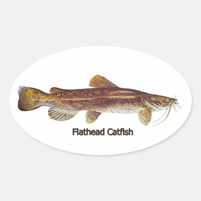Flathead Catfish Oval Sticker (Front)