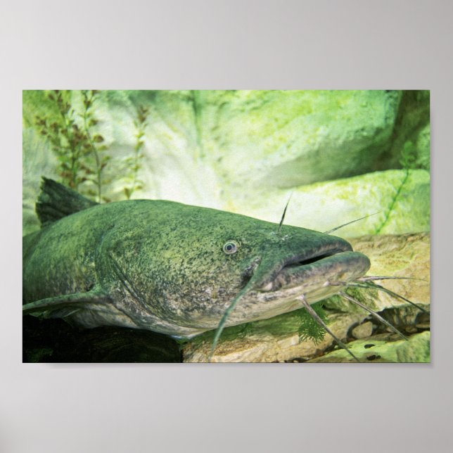 Flathead CatFish Poster (Front)